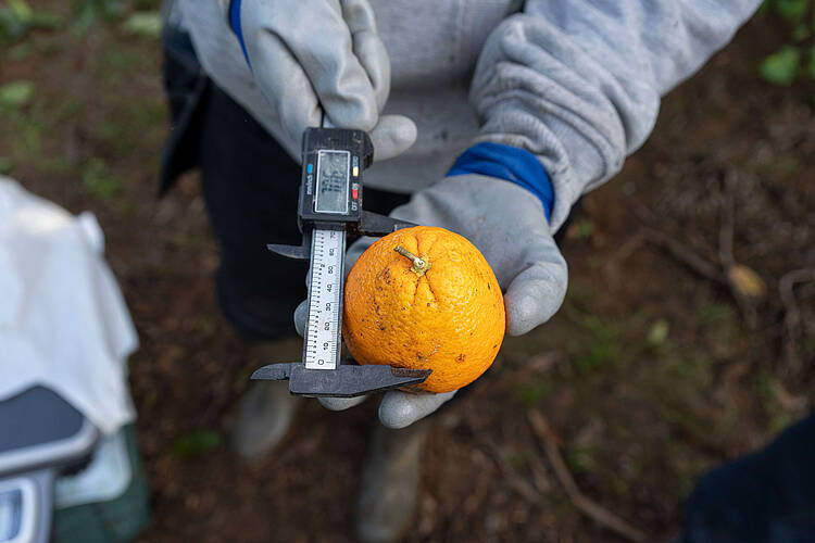 El despilfarro de cerca de un 40 % de la producción global de alimentos tiene graves consecuencias sociales, económicas y ecológicas